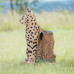 Wildcrete Serval